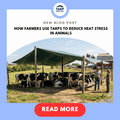 How Farmers Use Tarps to Reduce Heat Stress in Animals