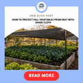 How to Protect Fall Vegetables From Heat With Shade Cloth