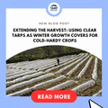 Using Clear Tarps as Winter Growth Covers for Cold-Hardy Crops