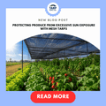 Protecting Produce from Excessive Sun Exposure with Mesh Tarps